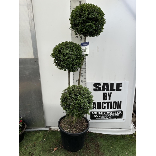 45 - A LIGUSTRUM JONANDRUM TRIOBA POM POM TREE 185CM TALL IN A 35 LITRE POT