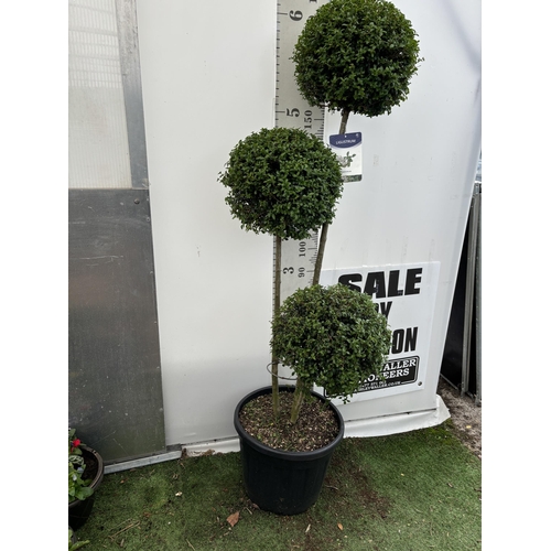 45 - A LIGUSTRUM JONANDRUM TRIOBA POM POM TREE 185CM TALL IN A 35 LITRE POT