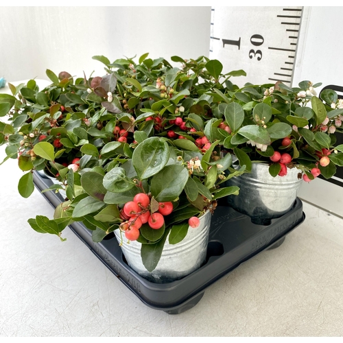 46 - EIGHT GAULTHERIA PERNYETTAS COVERED IN BERRIES IN DECORATIVE ALUMINIMUM PAILS. APPROX 25CM IN HEIGHT... 