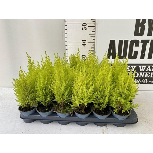 47 - TWENTY FOUR CUPRESSUS CONIFERS 'WILMA' IN 7CM POTS ON A TRAY. APPROX 30-40CM IN HEIGHT. TO BE SOLD F... 