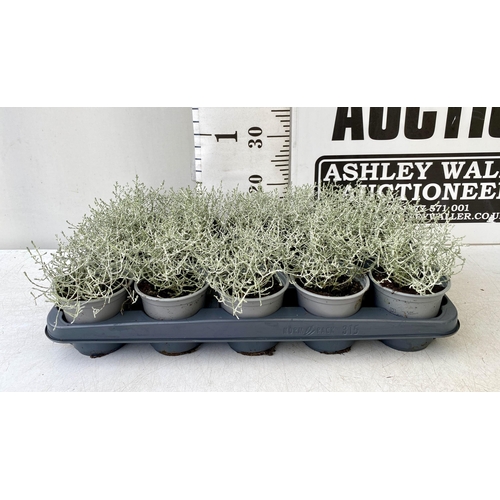 48 - FIFTEEN CALOCEPHALUS LEUCOPHYTA SILVER SAND IN 9CM POTS. APPROX 20CM IN HEIGHT ON A TRAY. TO BE SOLD... 