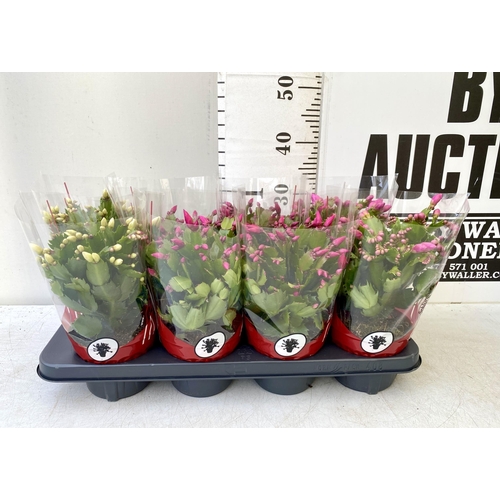 49 - EIGHT CHRISTMAS CACTUS SCHLUMBERGERA IN MIXED COLOURS. APPROX 30CM IN HEIGHT ON A TRAY IN 1.5 LTR PO... 