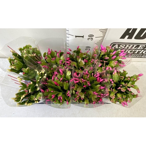 49 - EIGHT CHRISTMAS CACTUS SCHLUMBERGERA IN MIXED COLOURS. APPROX 30CM IN HEIGHT ON A TRAY IN 1.5 LTR PO... 