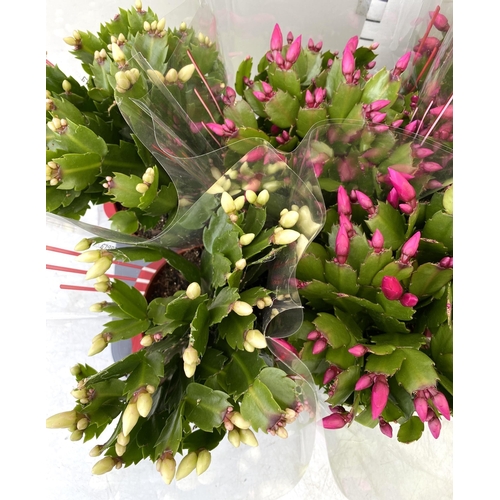 49 - EIGHT CHRISTMAS CACTUS SCHLUMBERGERA IN MIXED COLOURS. APPROX 30CM IN HEIGHT ON A TRAY IN 1.5 LTR PO... 