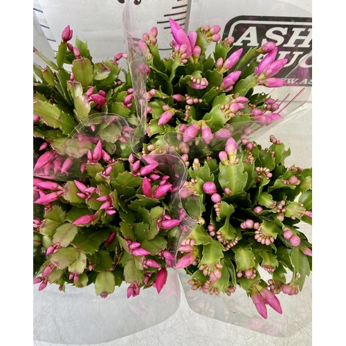 49 - EIGHT CHRISTMAS CACTUS SCHLUMBERGERA IN MIXED COLOURS. APPROX 30CM IN HEIGHT ON A TRAY IN 1.5 LTR PO... 