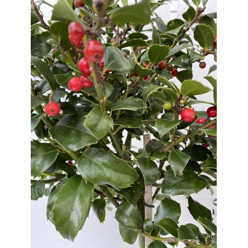 5 - A PAIR OF STANDARD HOLLY ILEX TREES 'BLUE MAID' WITH BERRIES. APPROX A METRE TALL IN A 3 LITRE POT T... 