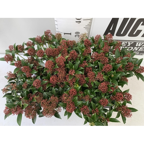 54 - SIX RED SKIMMIA JAPONICA 'GODRIE'S DWARF' IN 1.5 LTR POTS ON A TRAY. APPROX 40CM IN HEIGHT TO BE SOL... 