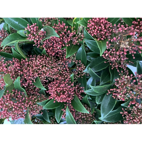 54 - SIX RED SKIMMIA JAPONICA 'GODRIE'S DWARF' IN 1.5 LTR POTS ON A TRAY. APPROX 40CM IN HEIGHT TO BE SOL... 