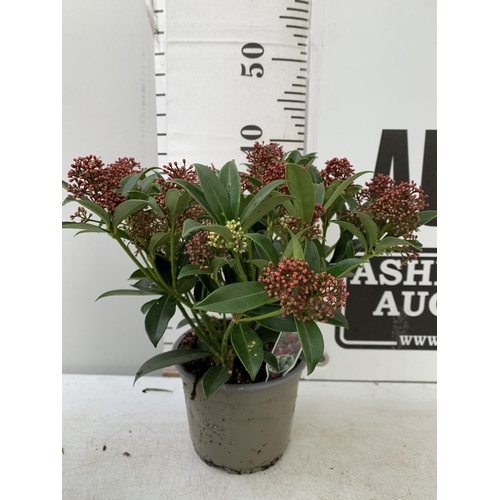 54 - SIX RED SKIMMIA JAPONICA 'GODRIE'S DWARF' IN 1.5 LTR POTS ON A TRAY. APPROX 40CM IN HEIGHT TO BE SOL... 