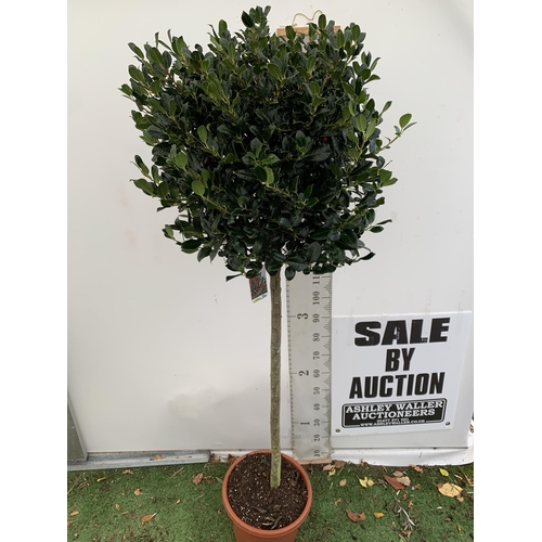 55 - ONE LARGE STANDARD HOLLY ILEX AQUIFOLIUM J C VAN TOLL TREES OVER 200CM IN A 20 LITRE POT