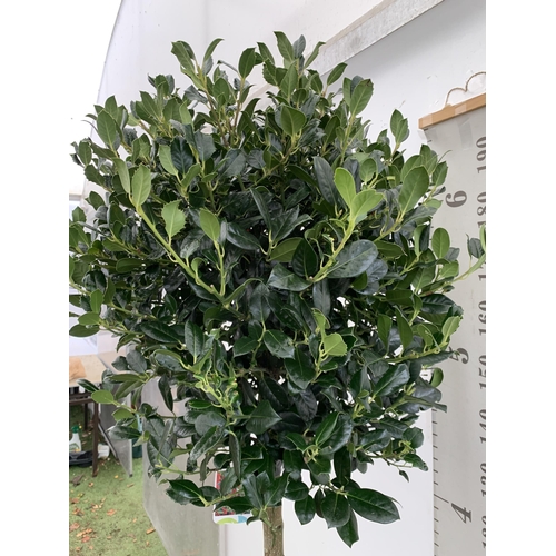 55 - ONE LARGE STANDARD HOLLY ILEX AQUIFOLIUM J C VAN TOLL TREES OVER 200CM IN A 20 LITRE POT