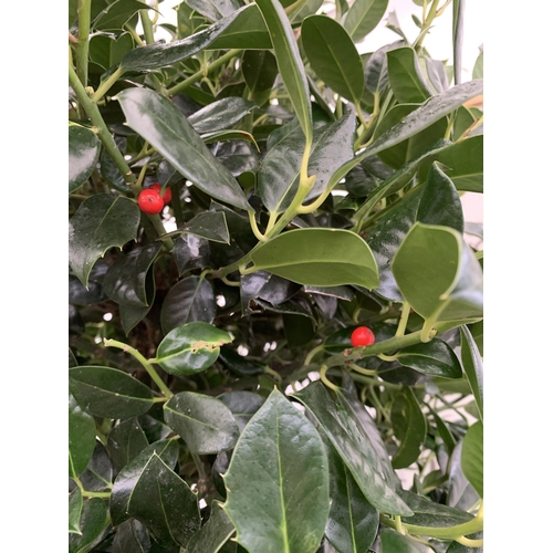 55 - ONE LARGE STANDARD HOLLY ILEX AQUIFOLIUM J C VAN TOLL TREES OVER 200CM IN A 20 LITRE POT