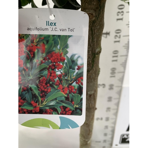 55 - ONE LARGE STANDARD HOLLY ILEX AQUIFOLIUM J C VAN TOLL TREES OVER 200CM IN A 20 LITRE POT