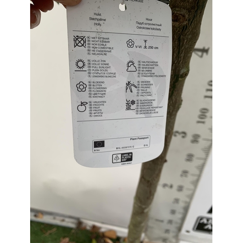 55 - ONE LARGE STANDARD HOLLY ILEX AQUIFOLIUM J C VAN TOLL TREES OVER 200CM IN A 20 LITRE POT