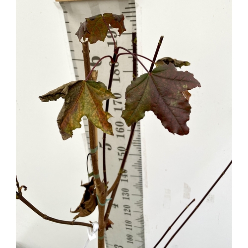 62 - ONE ACER PLATANOIDES 'CRIMSON KING' PURPLE MAPLE TREE APPROX 200CM IN HEIGHT IN A 12 LITRE POT. LIME... 