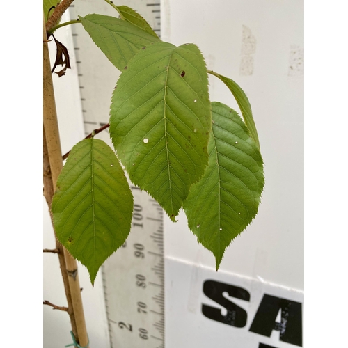 64 - ONE PRUNUS KANZAN JAPANESE FLOWERING CHERRY . HAS PURPLE/PINK FLOWERS IN APRIL. OVER 2 METRES IN HEI... 