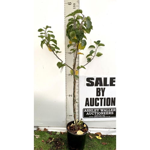 67 - ONE COOKING APPLE BRAMLEY'S SEEDING MALUS TREE. APPROX 170CM TALL IN A 12 LTR POT. PROPAGATED FROM T... 