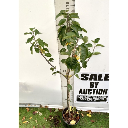 67 - ONE COOKING APPLE BRAMLEY'S SEEDING MALUS TREE. APPROX 170CM TALL IN A 12 LTR POT. PROPAGATED FROM T... 