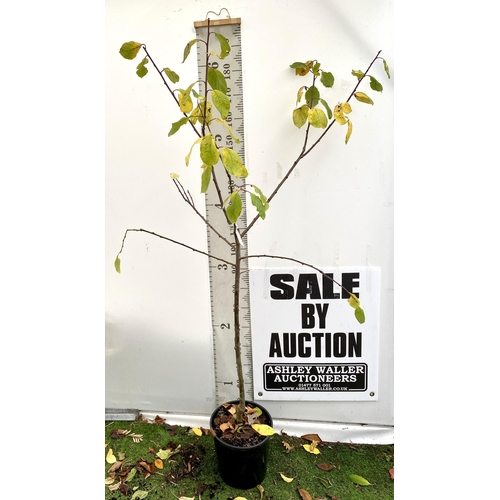 68 - ONE PLUM PRUNUS FRUIT TREE 'VICTORIA'. APPROX 2 METRES IN HEIGHT IN A 12 LTR POT. OVAL BRIGHT RED FR... 