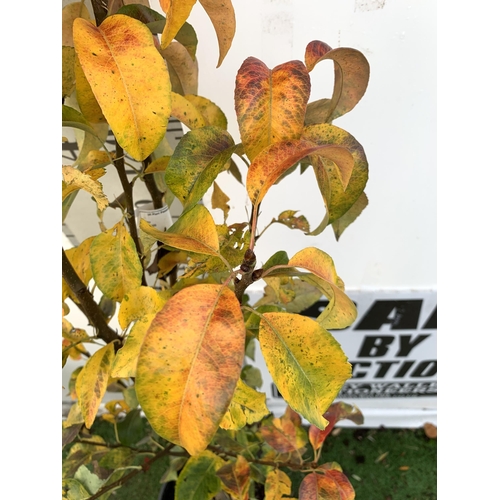 76 - ONE PEAR PYRUS FRUIT 'CONFERENCE' 170CM TALL IN A 12 LTR POT. PRODUCES SWEET JUICY FRUIT AND IS A GO... 