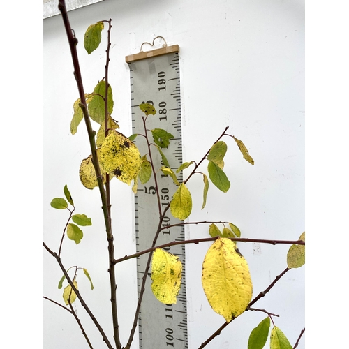 77 - ONE PLUM PRUNUS FRUIT TREE 'VICTORIA'. APPROX 2 METRES IN HEIGHT IN A 12 LTR POT. OVAL BRIGHT RED FR... 