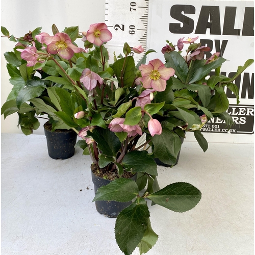 8 - THREE LARGE DARK PINK HELLEBORES 'ICE AND ROSE' IN 2 LTR POTS. APPROX 60CM IN HEIGHT IN FULL BLOOM. ... 