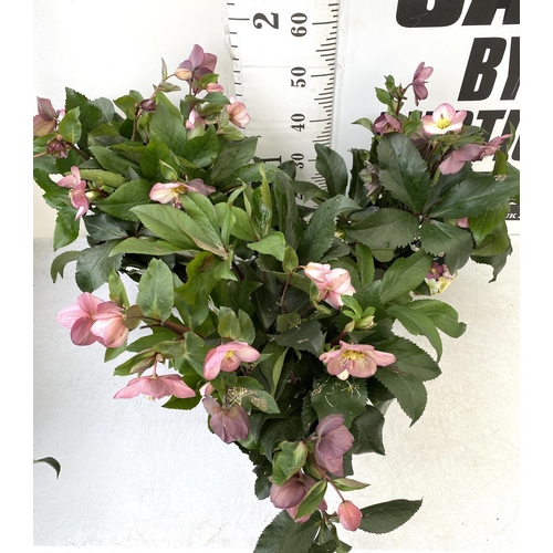 8 - THREE LARGE DARK PINK HELLEBORES 'ICE AND ROSE' IN 2 LTR POTS. APPROX 60CM IN HEIGHT IN FULL BLOOM. ... 