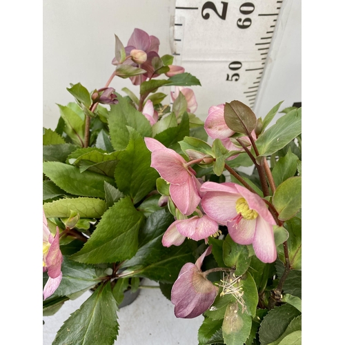 8 - THREE LARGE DARK PINK HELLEBORES 'ICE AND ROSE' IN 2 LTR POTS. APPROX 60CM IN HEIGHT IN FULL BLOOM. ... 