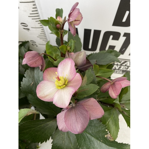 8 - THREE LARGE DARK PINK HELLEBORES 'ICE AND ROSE' IN 2 LTR POTS. APPROX 60CM IN HEIGHT IN FULL BLOOM. ... 