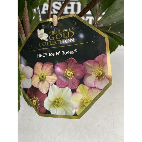 8 - THREE LARGE DARK PINK HELLEBORES 'ICE AND ROSE' IN 2 LTR POTS. APPROX 60CM IN HEIGHT IN FULL BLOOM. ... 