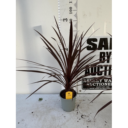 81 - TWO CORDYLINE AUSTRALIS REDSTAR 80CM - 90CM TALL , IN 3 LTR POTS TO BE SOLD FOR THE TWO