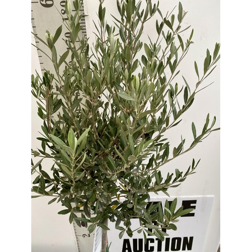 83 - TWO LARGE ITALIAN OLIVE STANDARD TREES OVER 190CM IN HEIGHT IN 9 LTR POTS NO VAT TO BE SOLD FOR THE ... 