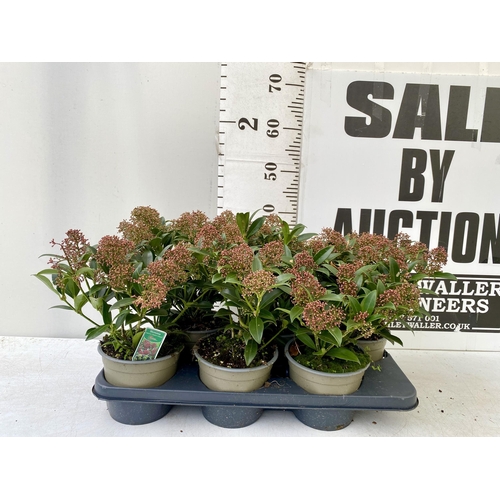 92 - SIX RED SKIMMIA JAPONICA 'GODRIE'S DWARF' IN 1.5 LTR POTS ON A TRAY. APPROX 40CM IN HEIGHT TO BE SOL... 