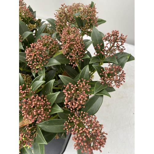 92 - SIX RED SKIMMIA JAPONICA 'GODRIE'S DWARF' IN 1.5 LTR POTS ON A TRAY. APPROX 40CM IN HEIGHT TO BE SOL... 