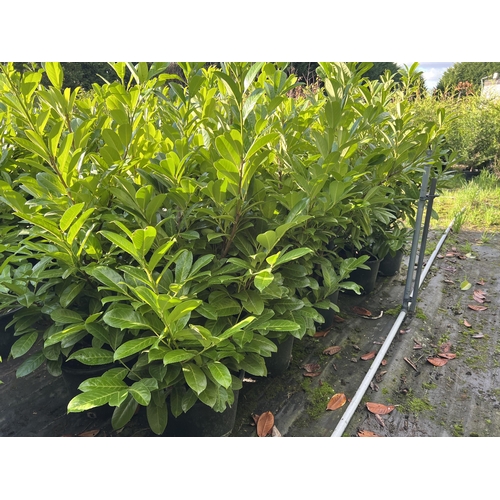 103 - 10 LAURELS APPROX 120CM + VAT