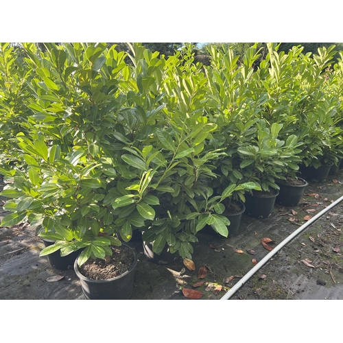 104 - 10 LAURELS APPROX 120CM + VAT