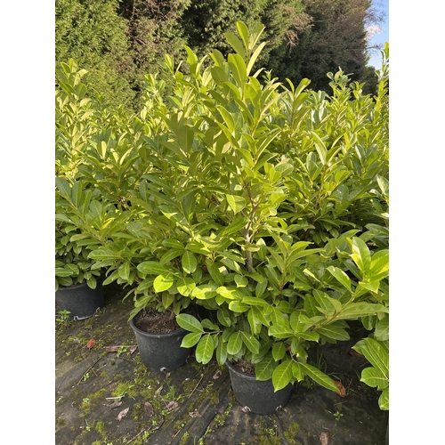 105 - 10 LAURELS APPROX 120CM + VAT