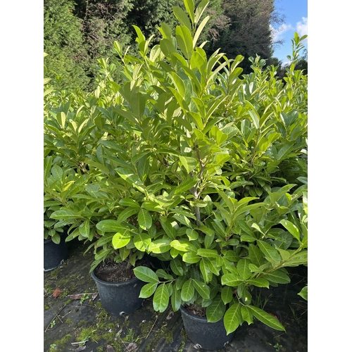 106 - 10 LAURELS APPROX 120CM + VAT