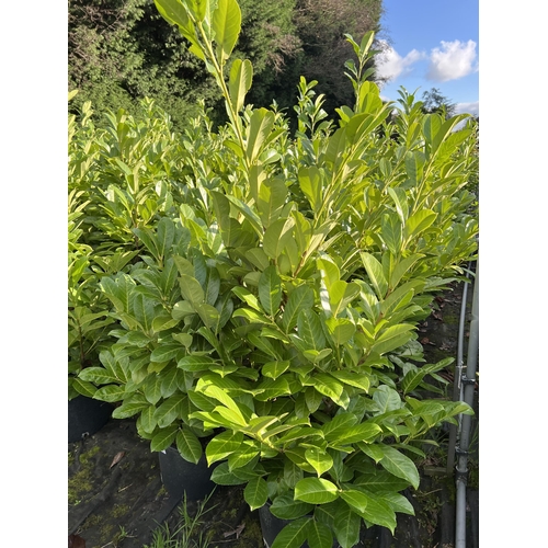 107 - 10 LAURELS APPROX 120CM + VAT