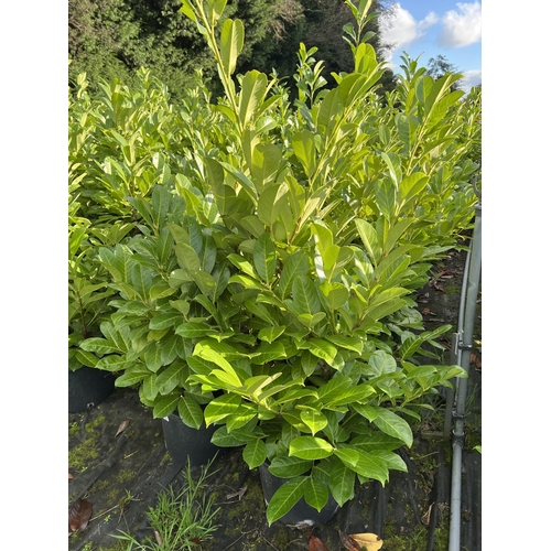 108 - 10 LAURELS APPROX 120CM + VAT