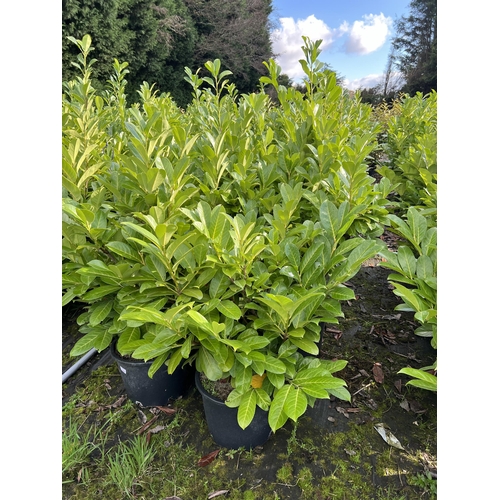 110 - 10 LAURELS APPROX 120CM + VAT