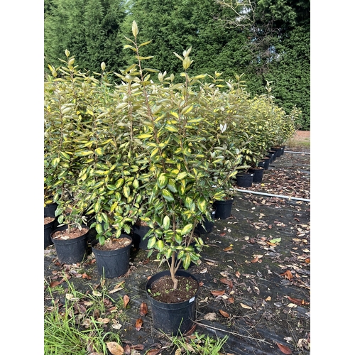 113 - 10 ELEAGNUS 100CM + PLUS VAT