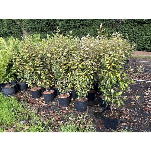 113 - 10 ELEAGNUS 100CM + PLUS VAT