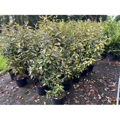 114 - 10 ELEAGNUS 100CM + PLUS VAT