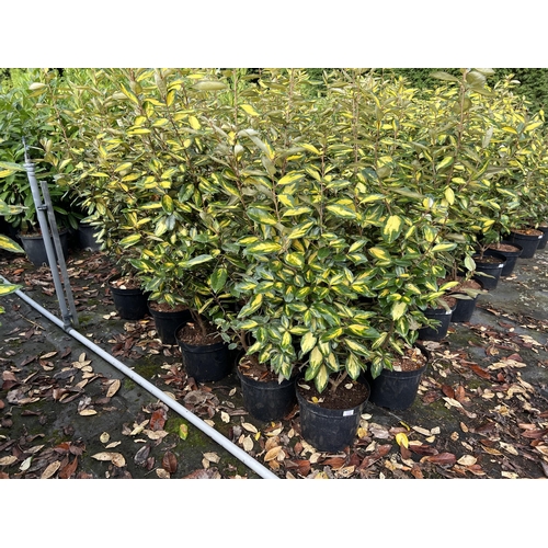 115 - 10 ELEAGNUS 100CM + PLUS VAT