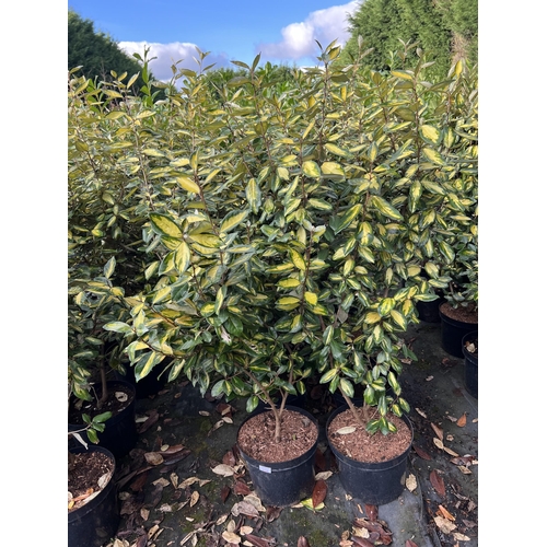 116 - 10 ELEAGNUS 100CM + PLUS VAT