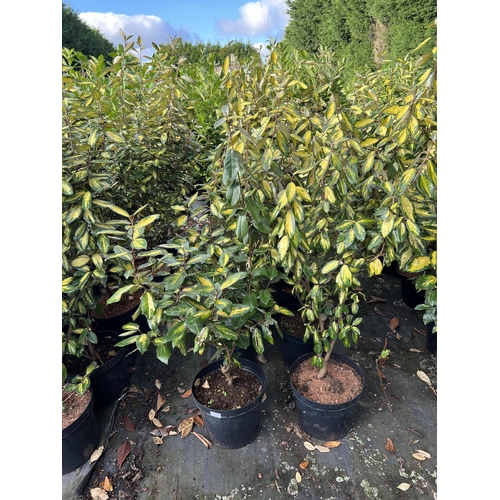 117 - 10 ELEAGNUS 100CM + PLUS VAT