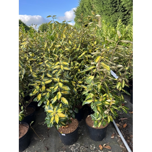 118 - 10 ELEAGNUS 100CM + PLUS VAT