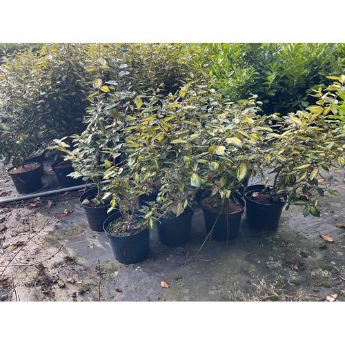 119 - 8 ELEAGNUS 100CM + PLUS VAT