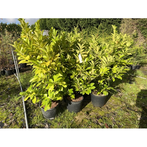 120 - 5 LAURELS 140CM + VAT